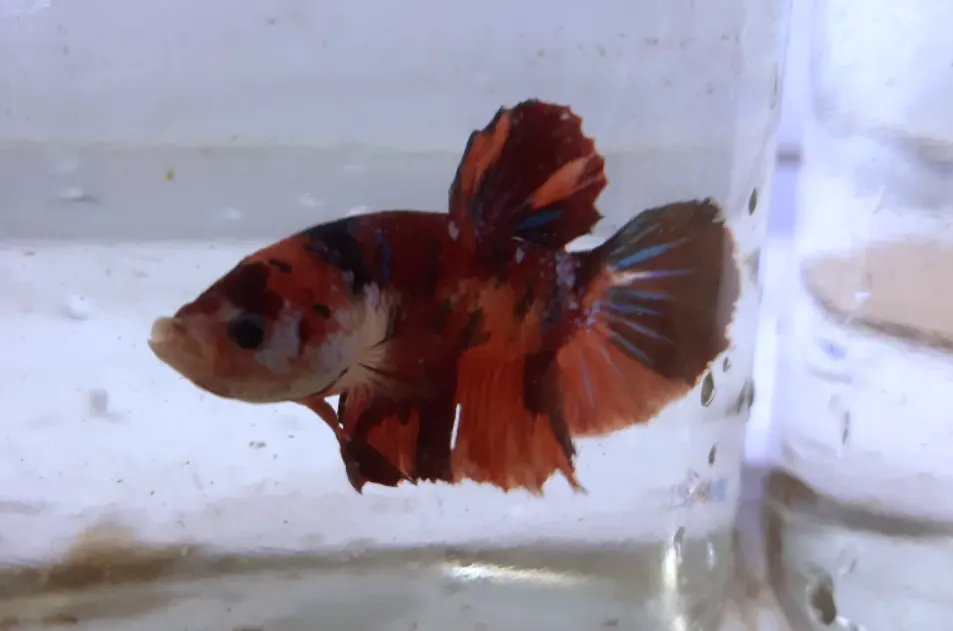 What Size Tank is best to betta with elephant nose fish?