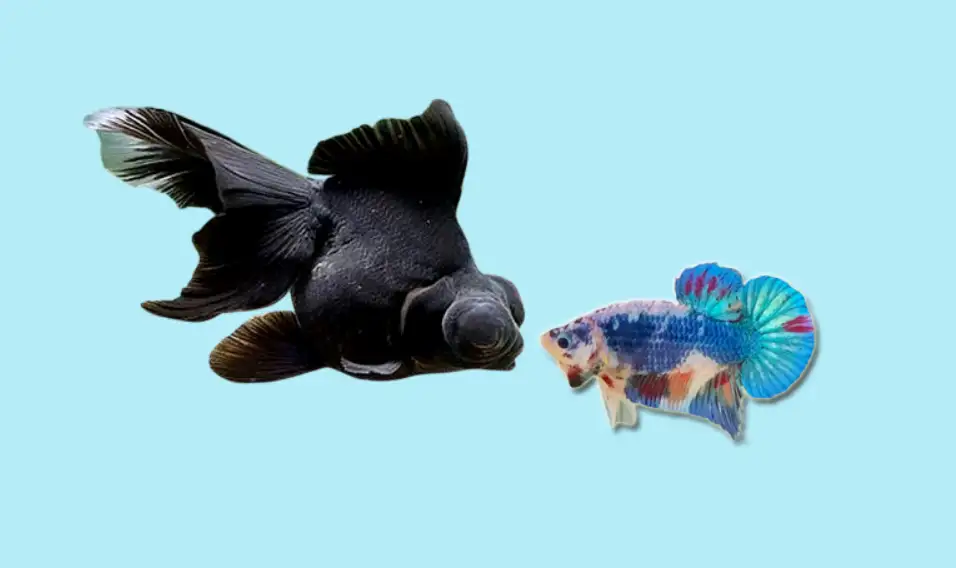 Can A Black Moor Goldfish Live With A Betta Fish?