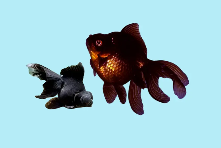 Can betta fish kill Black Moor Goldfish?