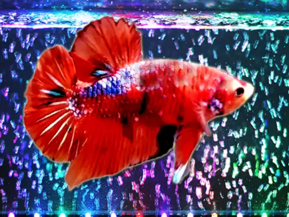 Do Color Changing Lights Bother Betta Fish?