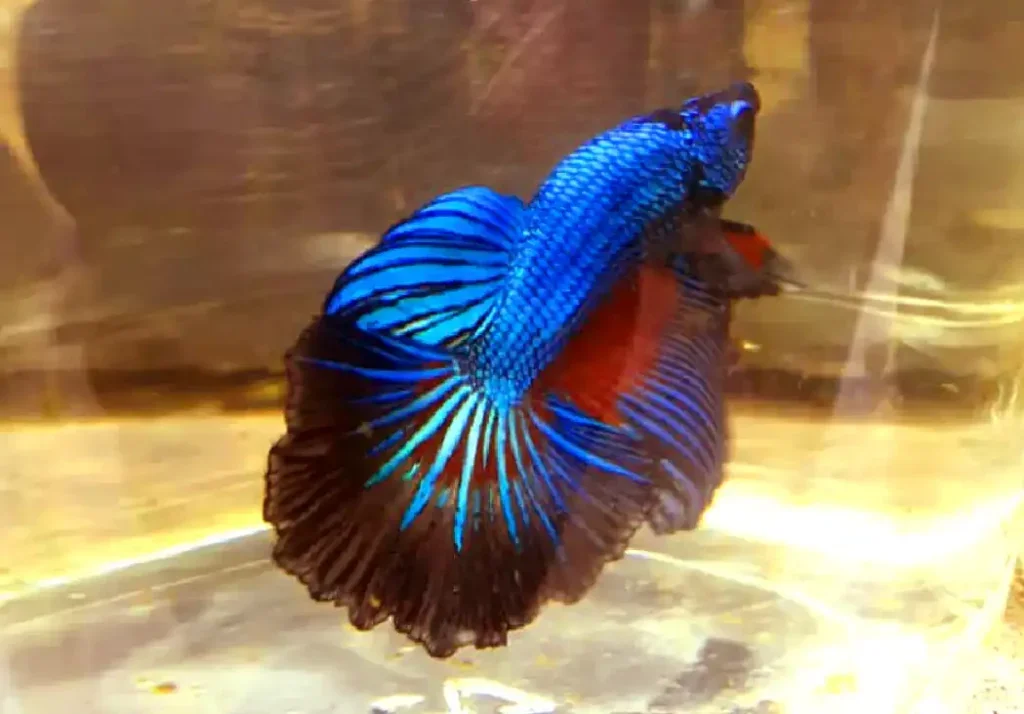 Does LED Hurt The Eyes Of Bettas Fish?