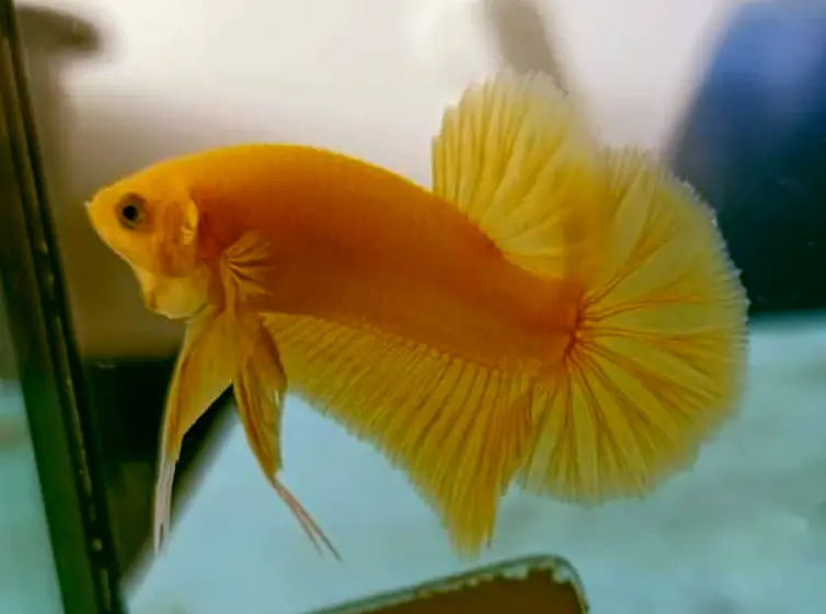 How To Treat Jumped Out Of The Tank And Still Alive Betta Fish?
