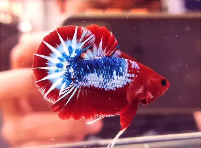 What Size Tank is best for Betta with Black Moor Goldfish?