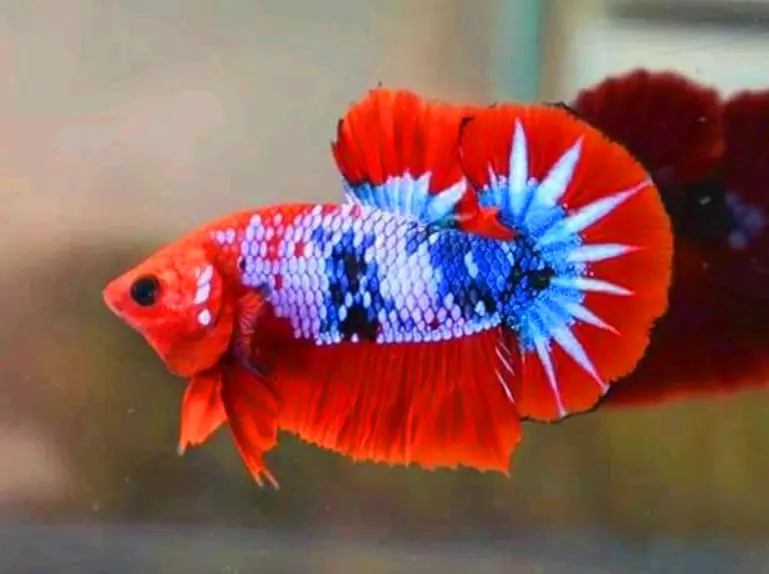 What To Do If Betta Jumped Out Of The Tank?