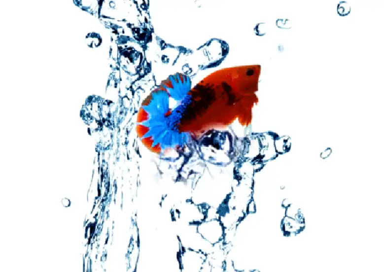 Why Do Betta Fish Keep Jumping Out Of The Tank?