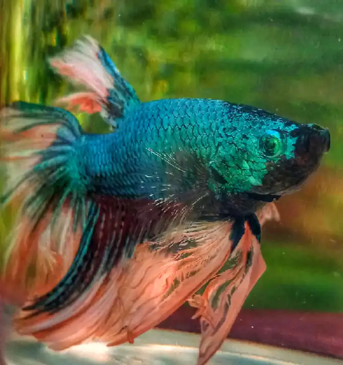Are all plants safe for bettas?