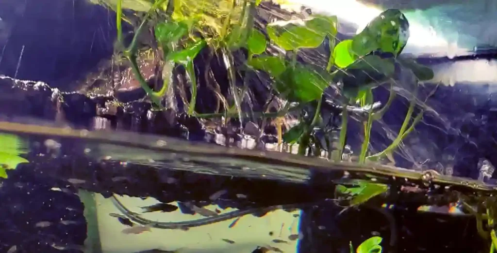 Can I cut the roots of floating aquarium plants?