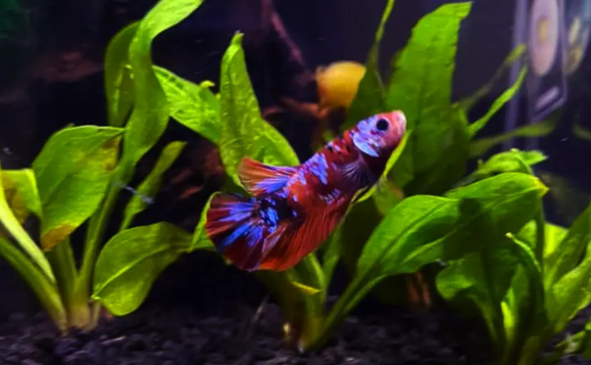 Can a betta fish recover from ammonia poisoning?