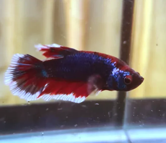 Can betta fish eat guppy food?