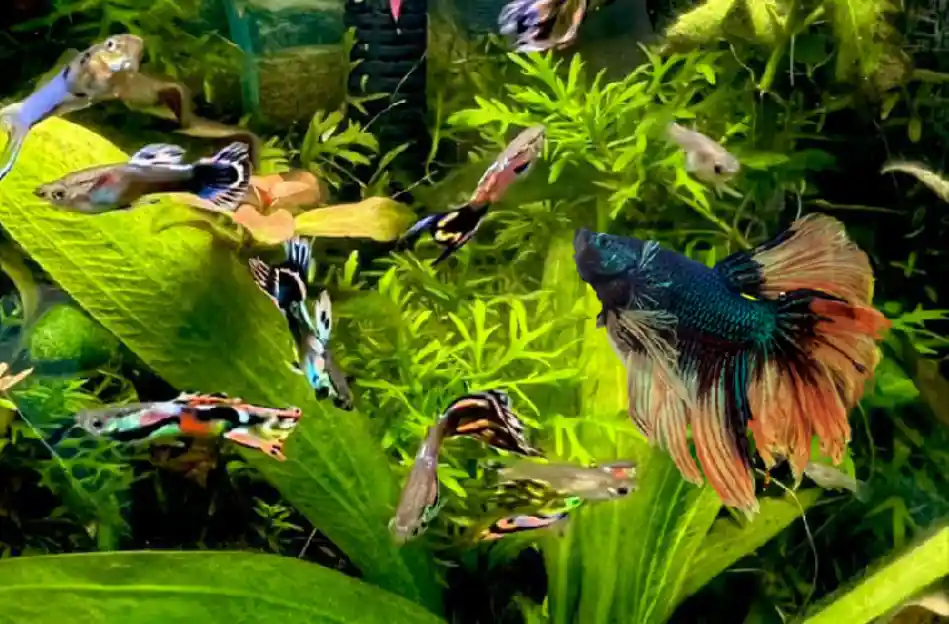 Can betta fish kill guppies?