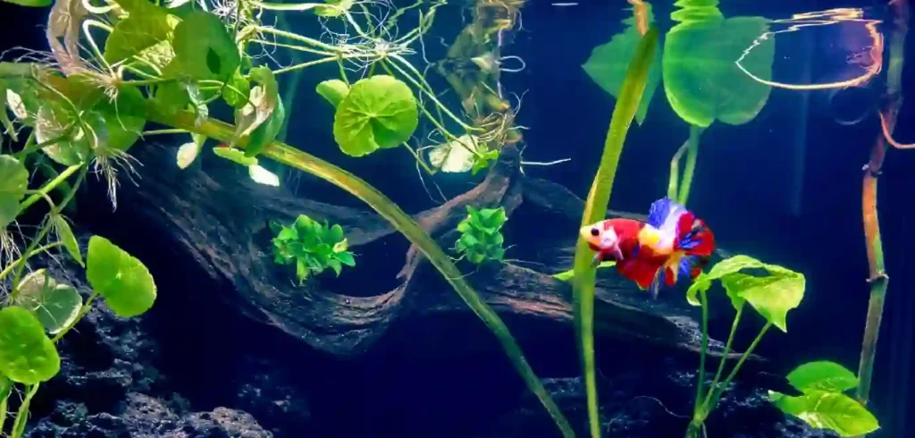 Can floating aquarium plant roots absorb ammonia?