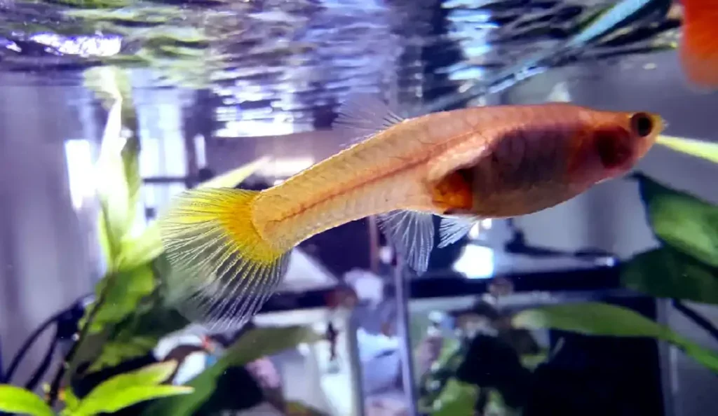 How Do You Know If Your Guppy Is Overfed?