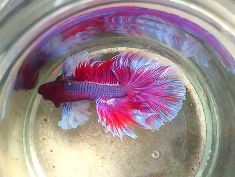 How do I know if my fish has gill flukes?