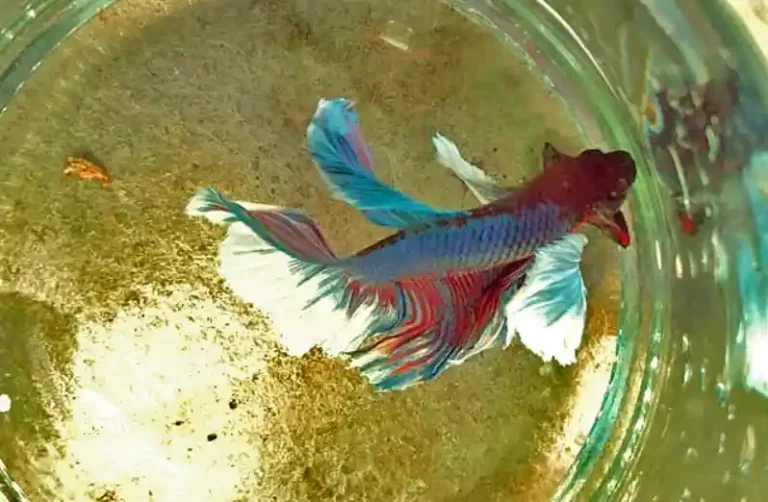 How to Get Rid of betta Gill Flukes?
