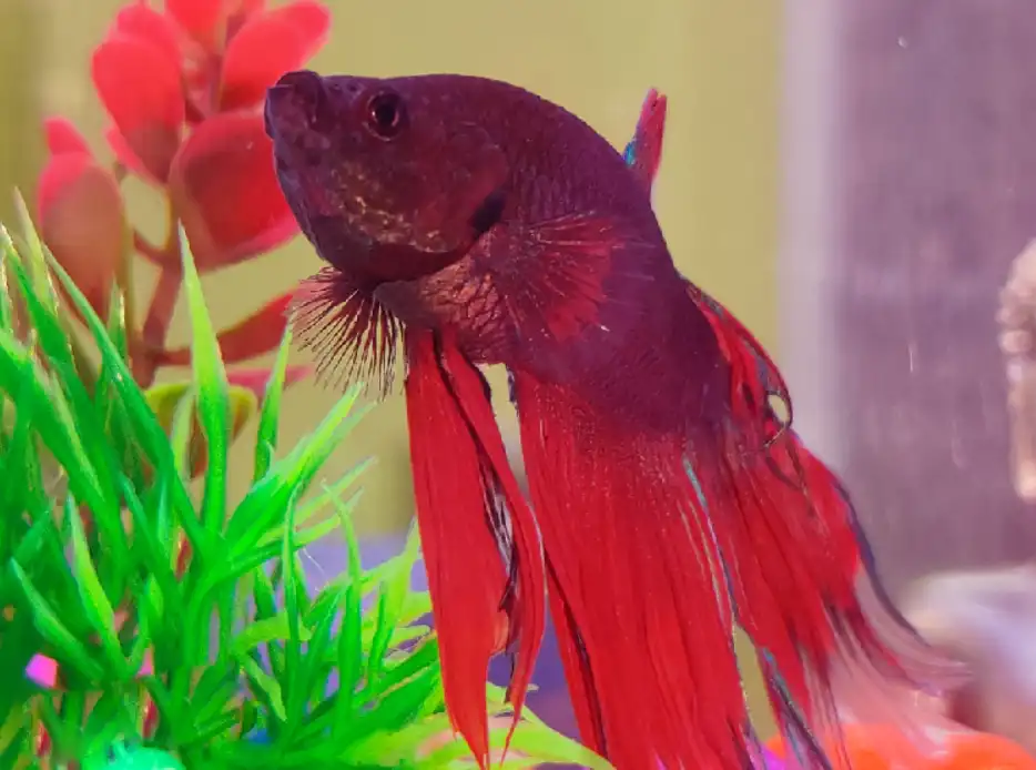 How to treat a betta with ammonia?