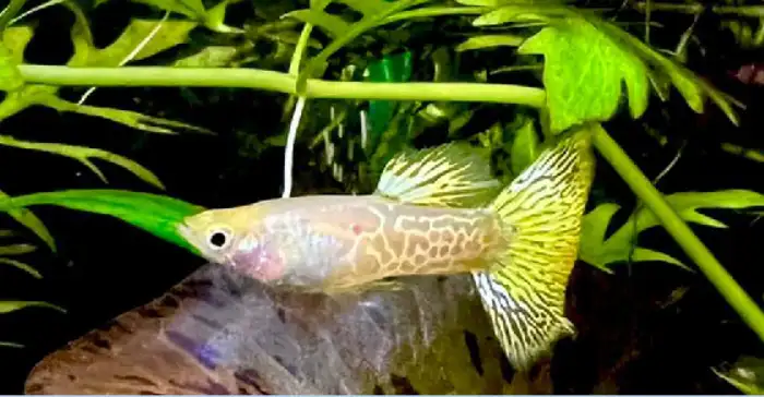 Is Water Condition Also Make guppy Fishes Spit Out Their Food?