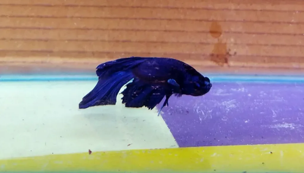 Is ammonia painful for betta fish?