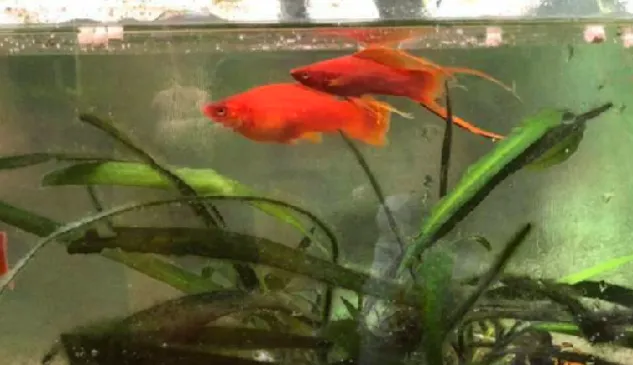 Quarantine Your Sick Molly Fish And Regain Color