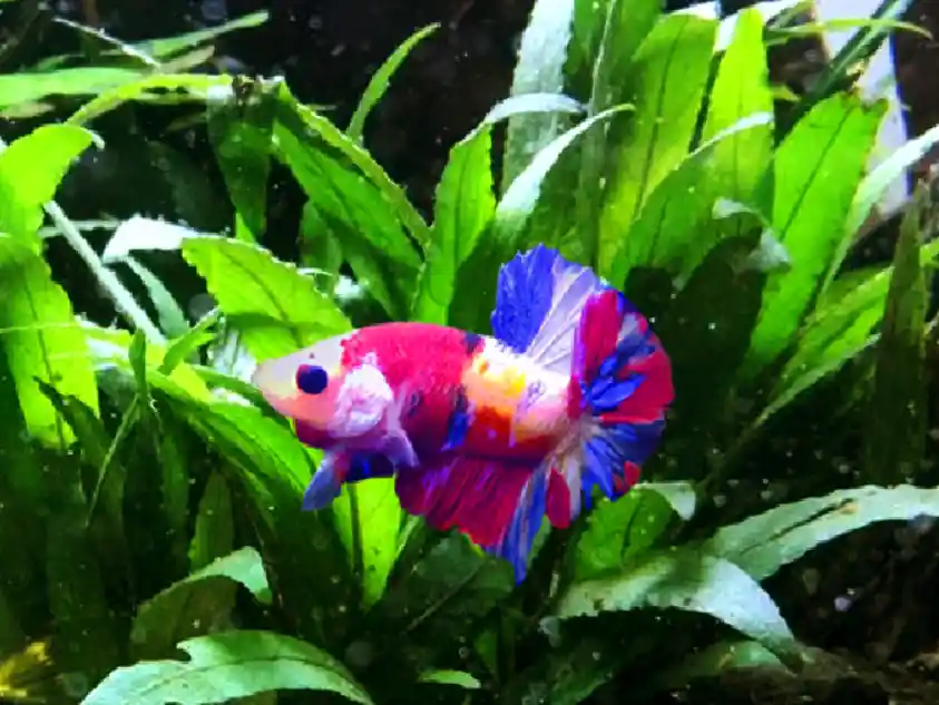 What are the Toxic plants for betta fish?