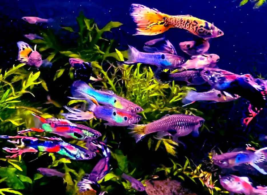 What temperatures do betta and guppies need?