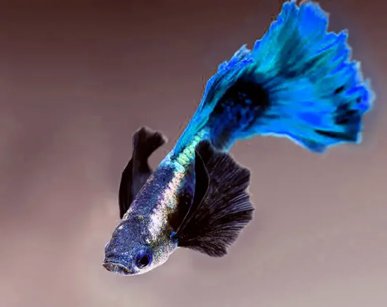 Why Is My Guppy Fish Spitting Out His Food?