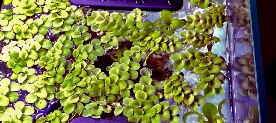 Will floating plants block light?