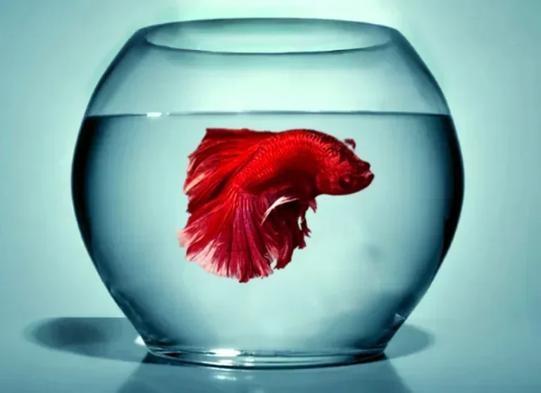 Can Betta Fish Live in a Bowl?