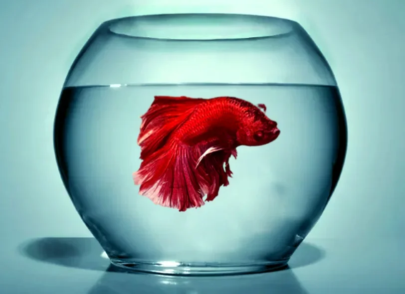 Can Betta Fish Live in a Bowl?