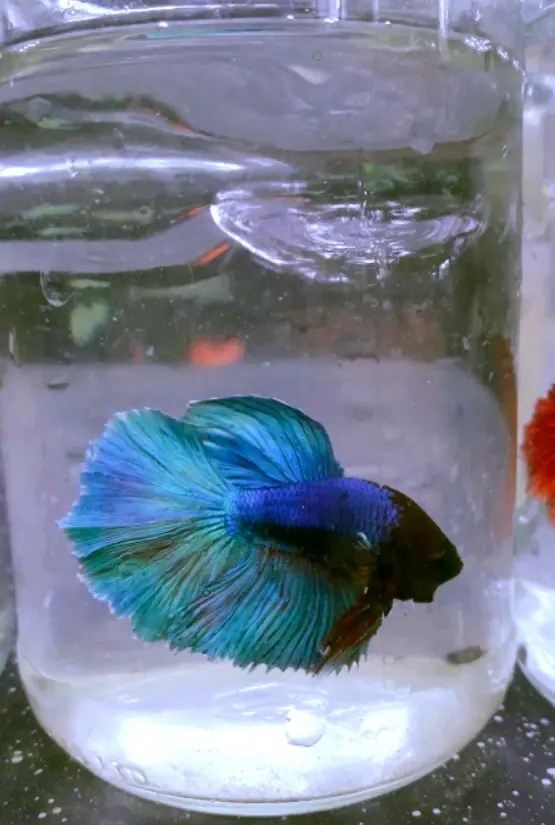 Can betta fish live in a bowl without a filter system?