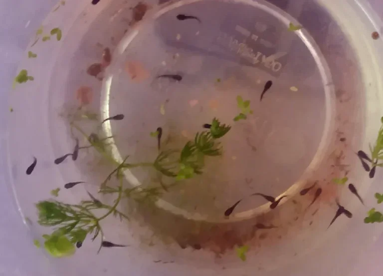 How Deep Should The Water Be For Guppy Fry?
