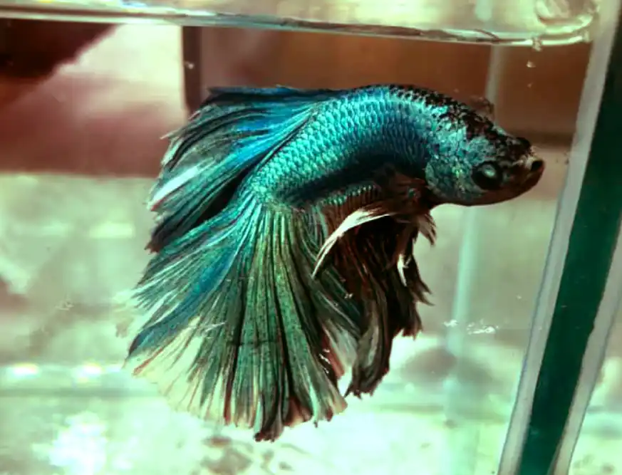 How do betta fish get infection Popeye illness?