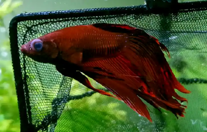 How do you know if your betta has Popeye?