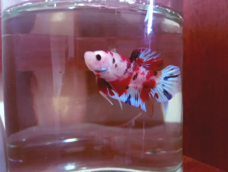 How long can a betta fish live in a fish bowl?