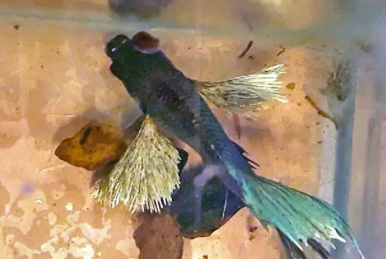 How to start treating Popeye in Betta fish?