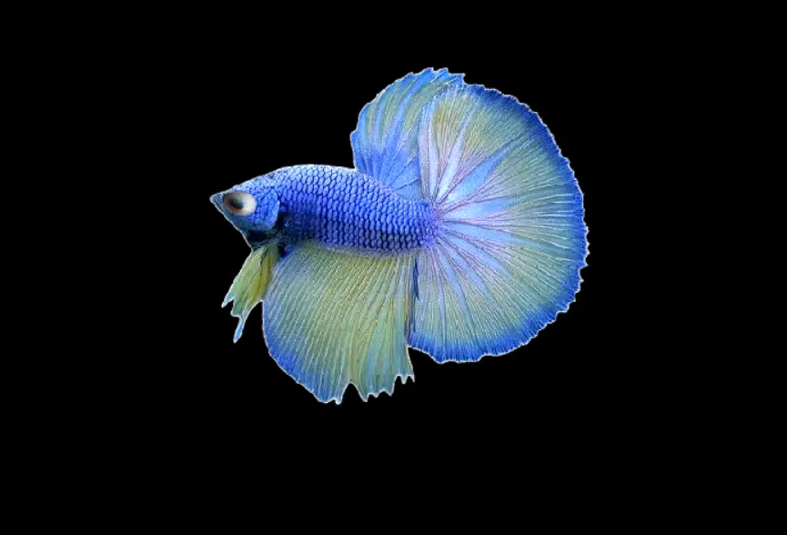 What are the Symptoms of Popeye Disease in Betta Fish?