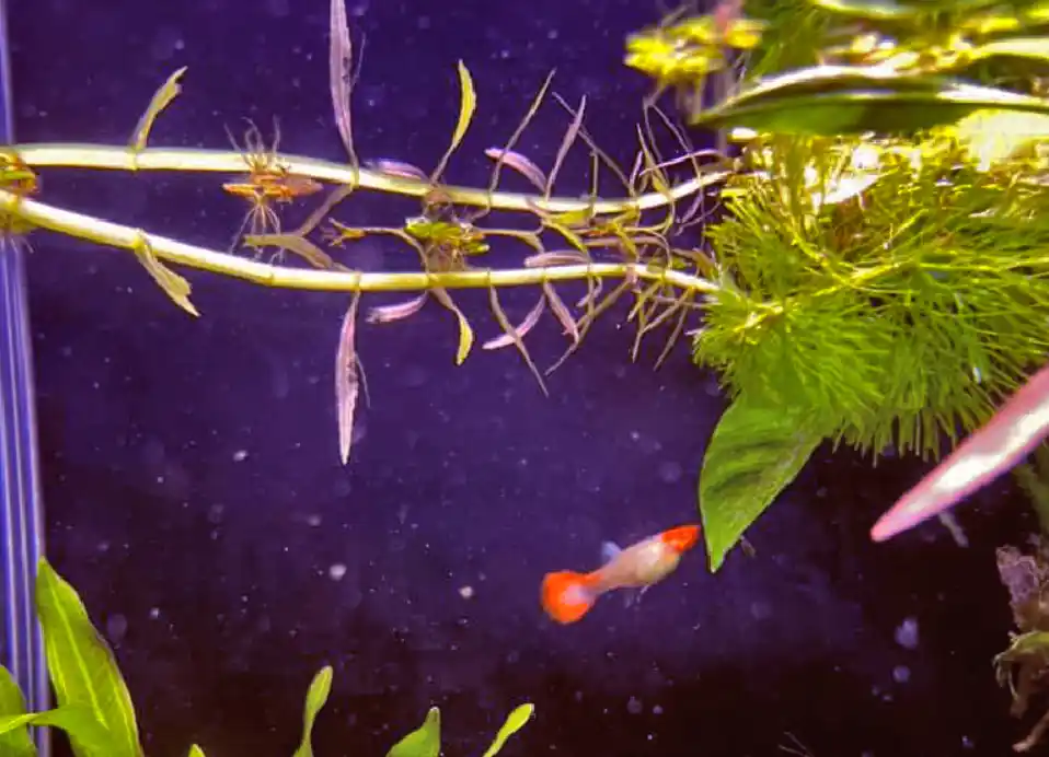 What can I do if my guppy fry swims at the bottom?