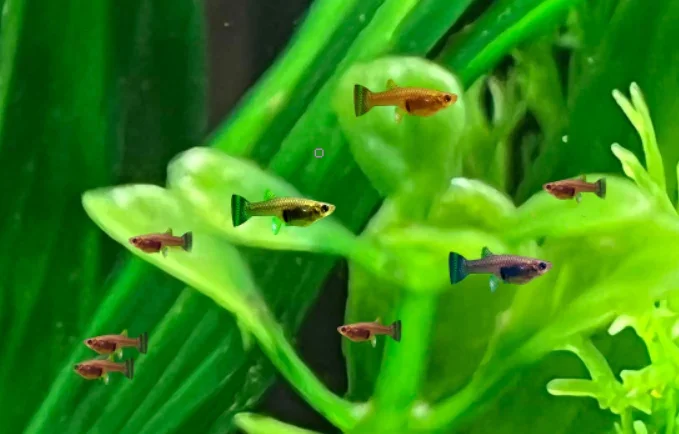 Why Are My guppy Fry Dying?