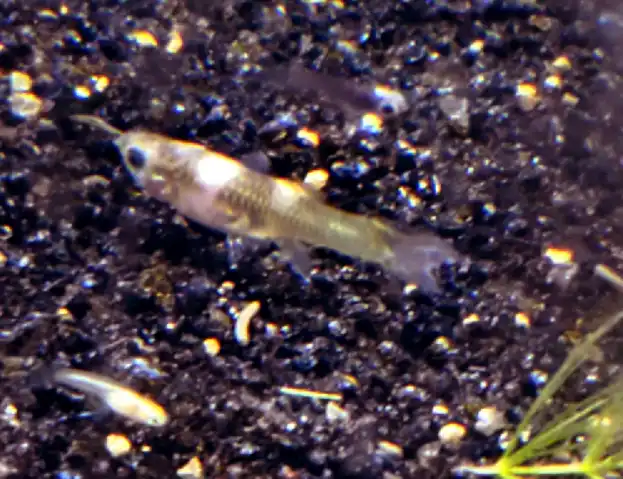 Why Guppy Fry At The Bottom Of The Tank?