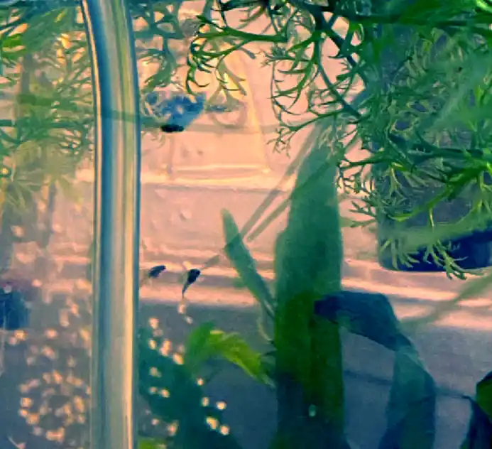 Why should you keep guppy fry in shallow tanks?