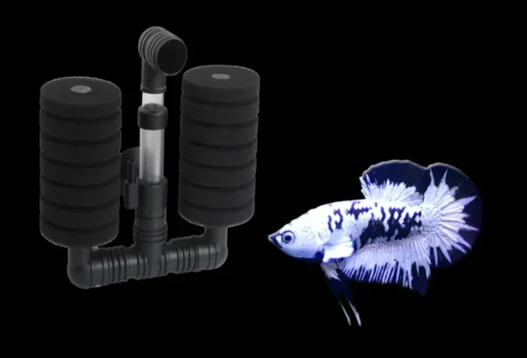 Can betta fish live without filter?