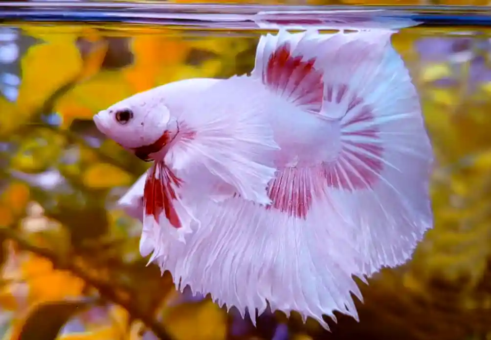How long can a betta fish in a tank without a filter?