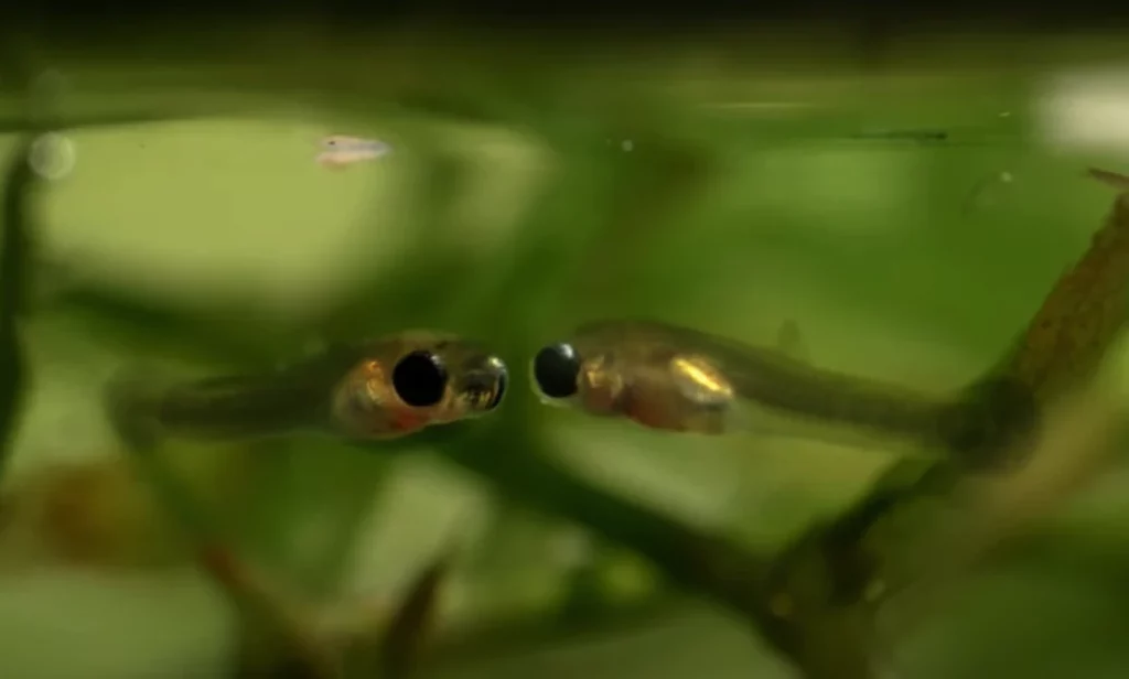 How Can I Make Guppy Fry Gain Colors Faster?