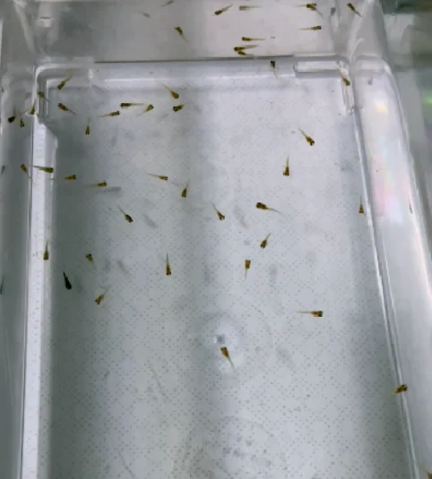 How Long Does Guppy Fry Take To Grow And Reach Full Size?