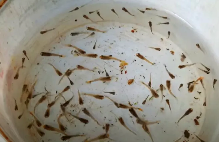 How To Make Guppy Fry Grow Faster?