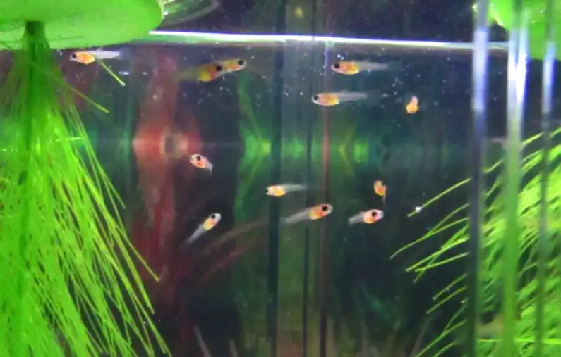 What fish breeds tend to eat guppy fry?