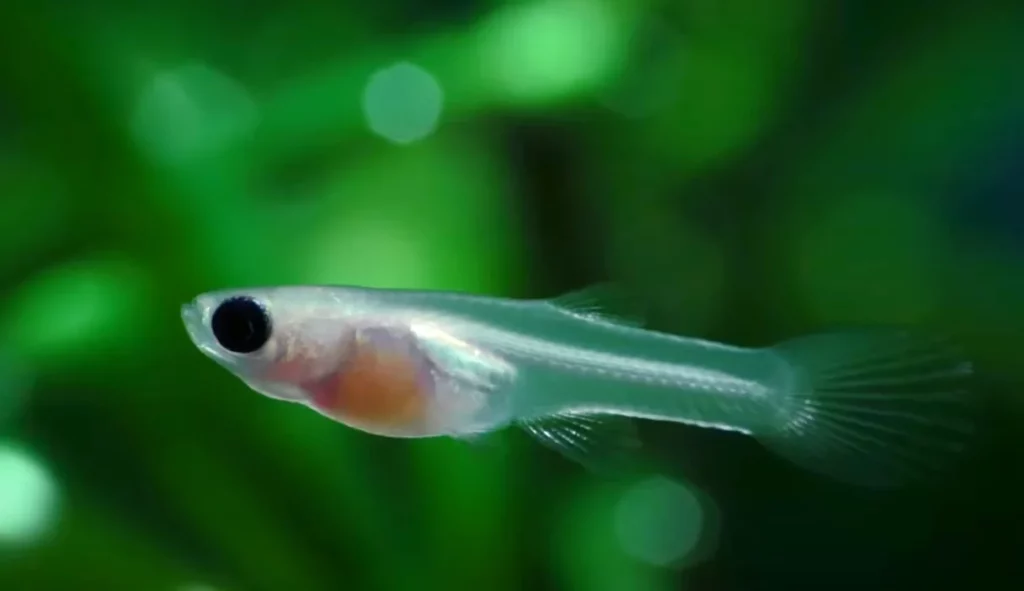 When Do Guppy Fry Get Their Color?