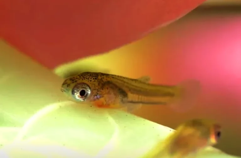 Will guppy Fry Survive In The Main Tank?
