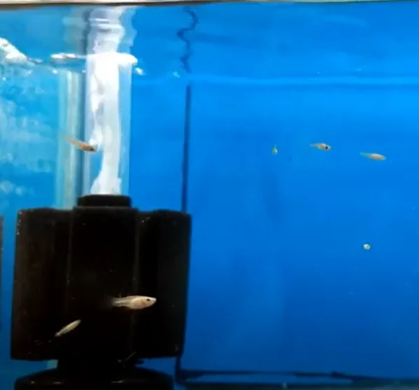 Does Guppy Fry Need Oxygen and Aeration?