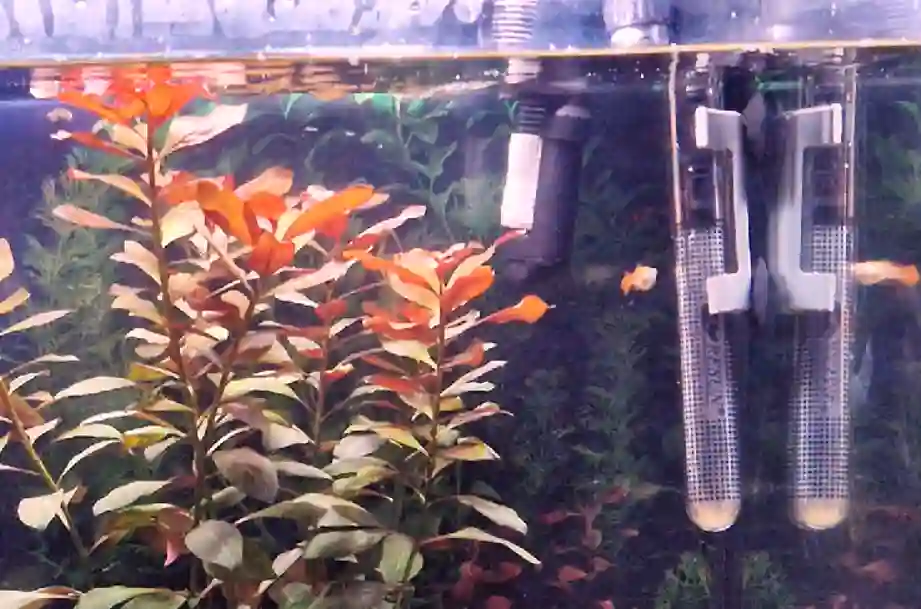 Does guppy fry need a Heater?