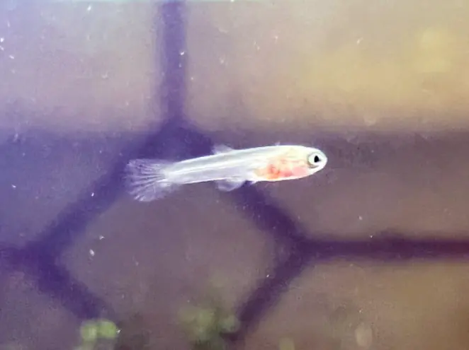 How Do You Help Guppy Fry Survive?